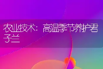 农业技术:高温季节养护君子兰