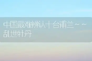 中国最难辨认十台甫兰～～乱世牡丹