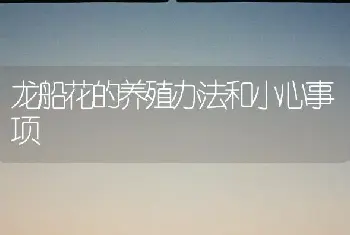 龙船花的养殖办法和小心事项