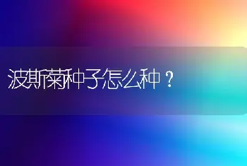 波斯菊种子怎么种？