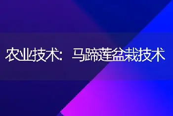 农业技术:马蹄莲盆栽技术