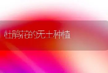 杜鹃花的无土种植