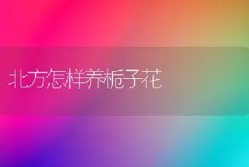 北方怎样养栀子花