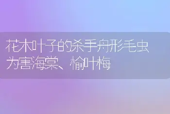 花木叶子的杀手舟形毛虫 为害海棠、榆叶梅