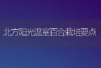 北方阳光温室百合栽培要点