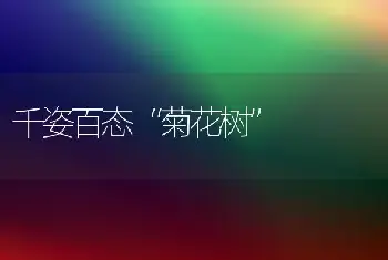 千姿百态“菊花树”