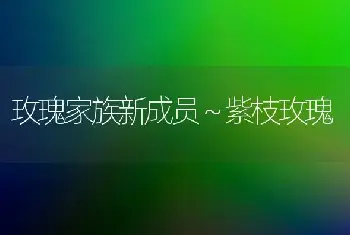 玫瑰家族新成员～紫枝玫瑰