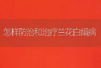 怎样防治和治疗兰花白绢病