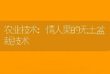 农业技术:情人果的无土盆栽技术