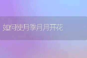 如何使月季月月开花