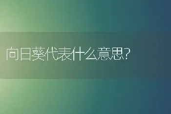 向日葵代表什么意思？