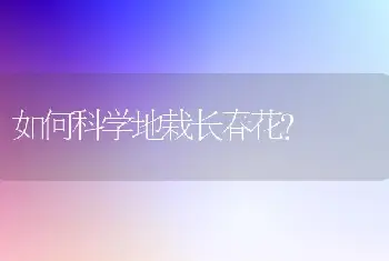 如何科学地栽长春花?