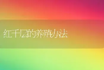 红千层的养殖办法