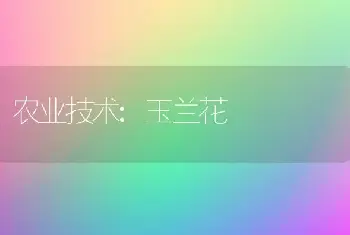 农业技术:玉兰花