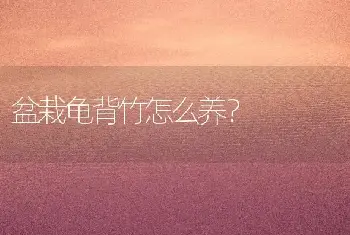 盆栽龟背竹怎么养？