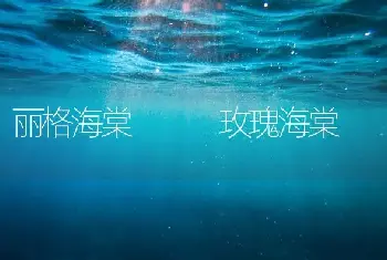 丽格海棠   玫瑰海棠