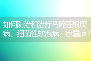 如何防治和治疗马蹄莲根腐病、细菌性软腐病、腐霉病？