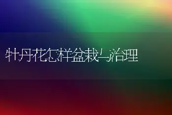 牡丹花怎样盆栽与治理