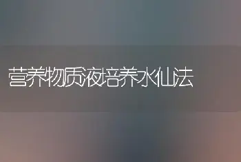 营养物质液培养水仙法