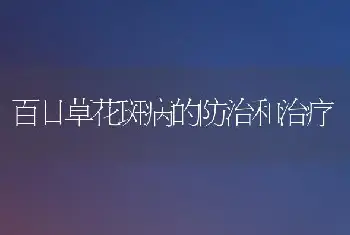 百日草花斑病的防治和治疗