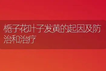 栀子花叶子发黄的起因及防治和治疗