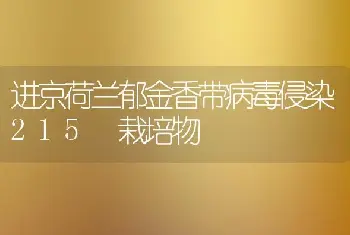 进京荷兰郁金香带病毒侵染215 栽培物