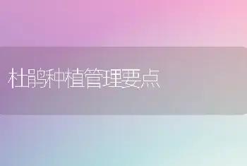 杜鹃种植管理要点