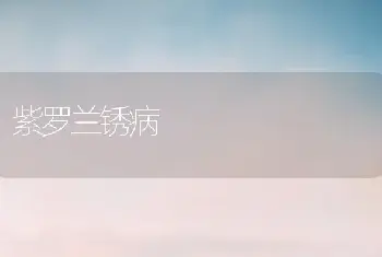 紫罗兰锈病