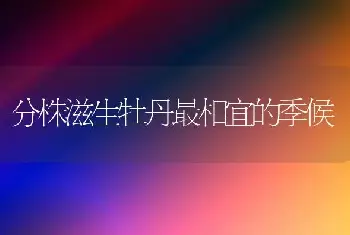 分株滋生牡丹最相宜的季候