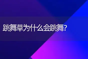 跳舞草为什么会跳舞？