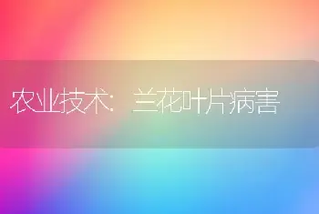 农业技术:兰花叶片病害