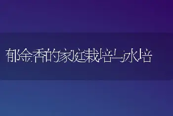 郁金香的家庭栽培与水培