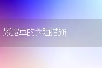 紫露草的养殖措施