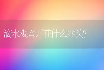 滴水观音开花什么兆头？