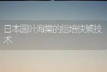 日本圆叶海棠的组培快繁技术