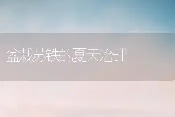 盆栽苏铁的夏天治理