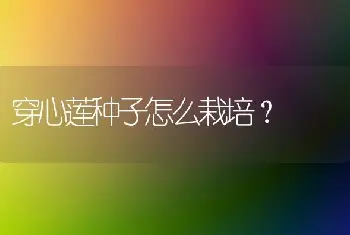 穿心莲种子怎么栽培？