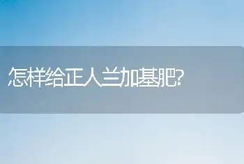 怎样给正人兰加基肥?