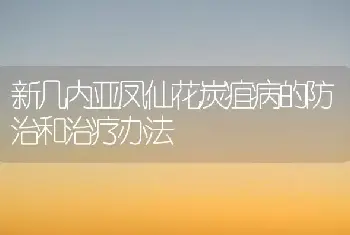 新几内亚凤仙花炭疽病的防治和治疗办法