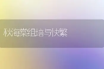 秋海棠组培与快繁