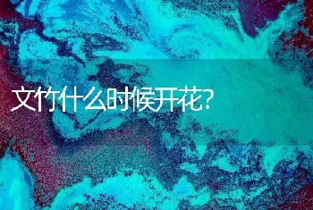 文竹什么时候开花？