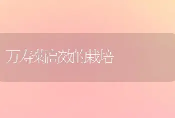 万寿菊高效的栽培