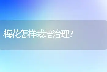 梅花怎样栽培治理？