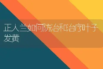 正人兰如何防治和治疗叶子发黄