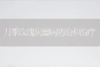 月季玫瑰灰霉病防治和治疗