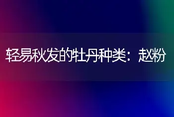 轻易秋发的牡丹种类：赵粉