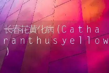 长春花黄化病（Catharanthusyellow）