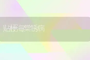 贴梗海棠锈病