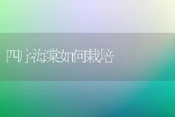 四序海棠如何栽培