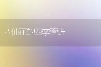 八仙花的四季管理